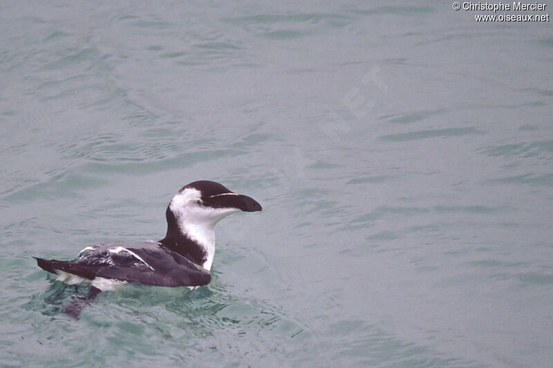 Razorbill