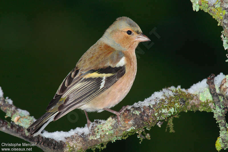 Eurasian Chaffinchadult post breeding, identification