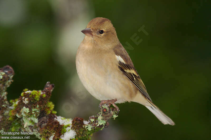 Eurasian Chaffinch female, identification