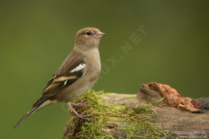 Eurasian Chaffinch