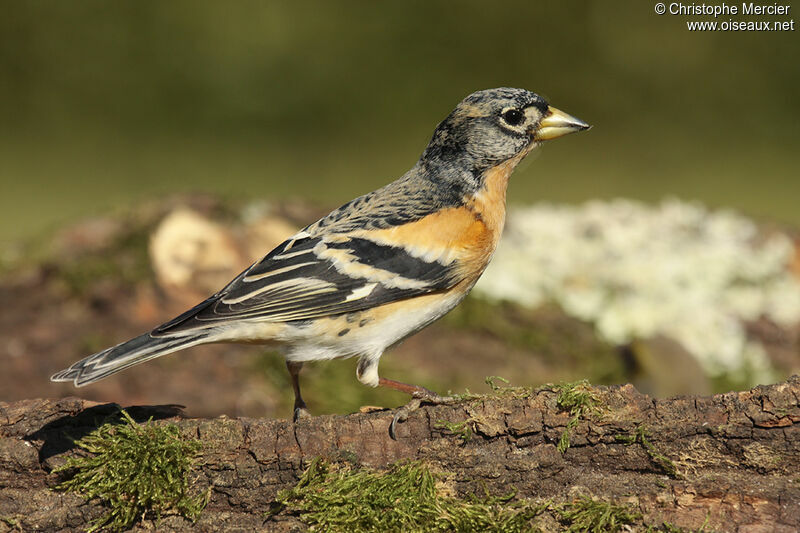 Brambling