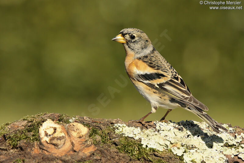 Brambling