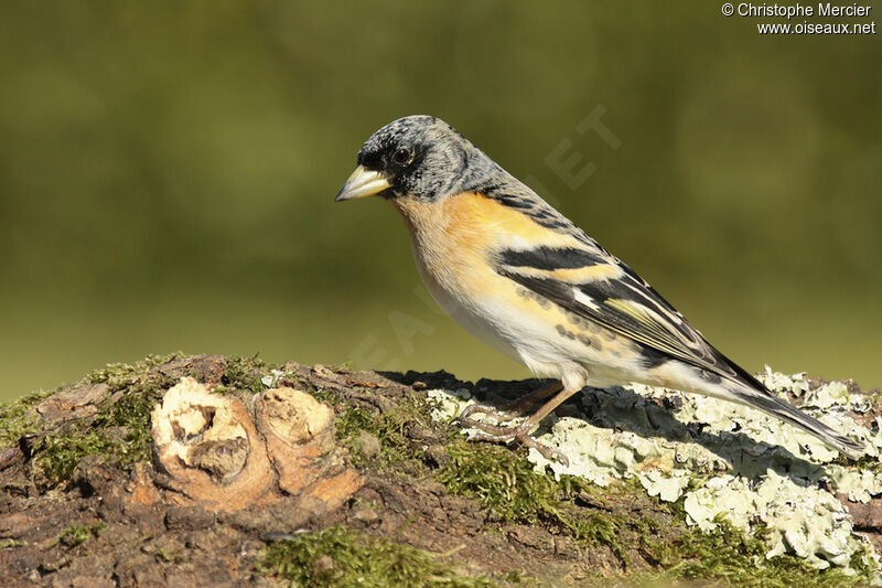 Brambling