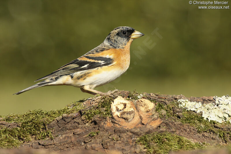 Brambling male adult post breeding, identification