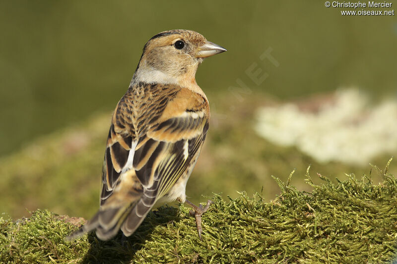 Brambling