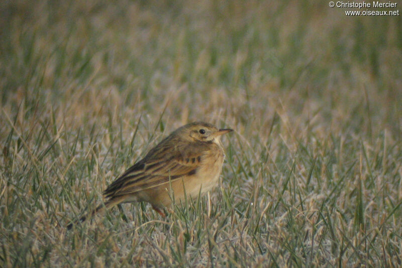 Richard's Pipit