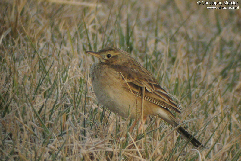 Pipit de Richard