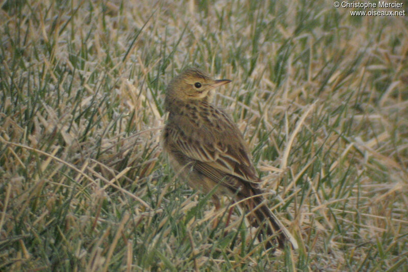 Pipit de Richard