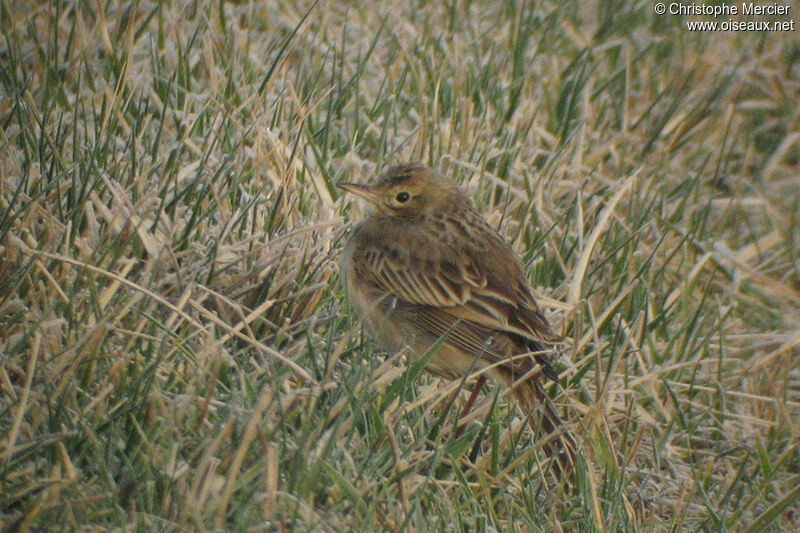 Pipit de Richard