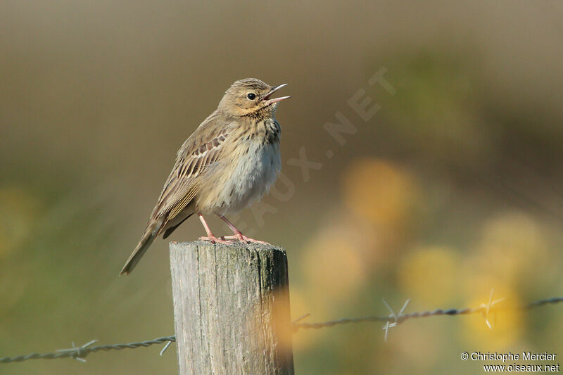 Pipit des arbres