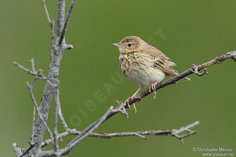 Pipit des arbres