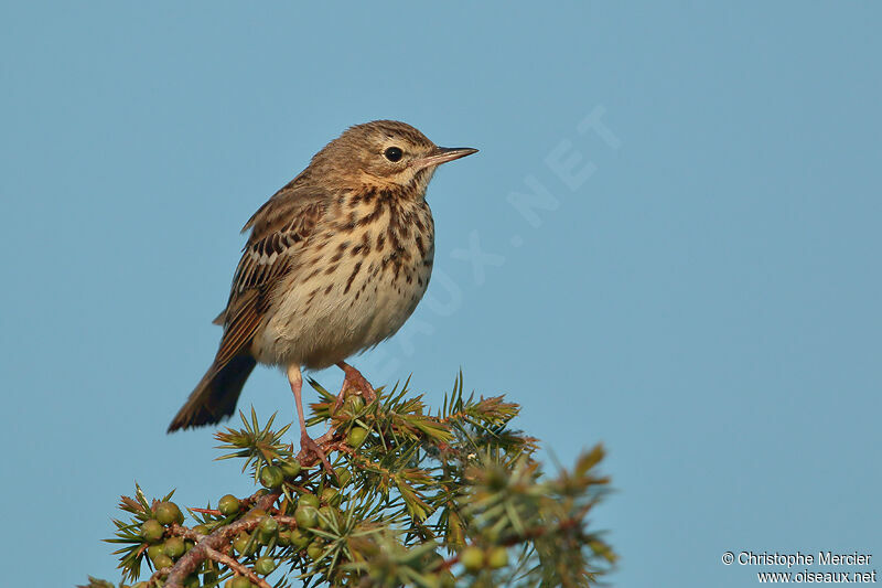 Pipit des arbres