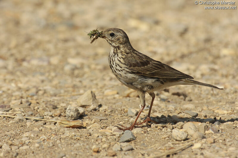 Pipit farlouse