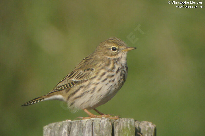 Meadow Pipit