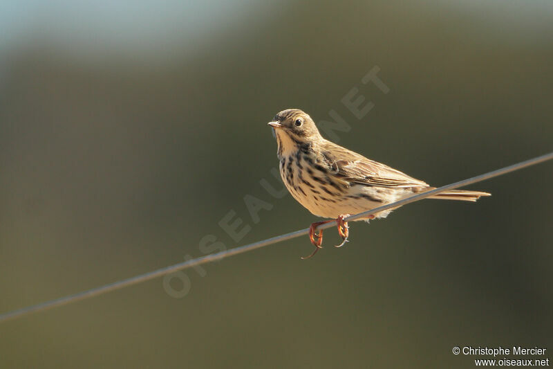 Pipit farlouse