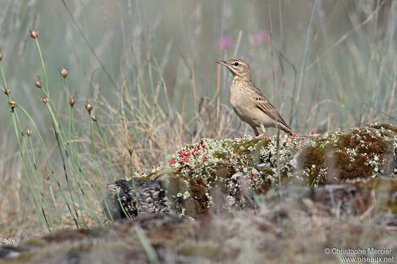 Pipit rousseline