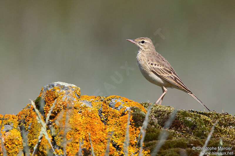 Tawny Pipit