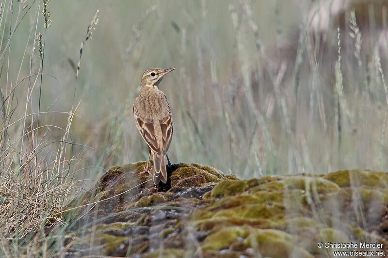 Pipit rousseline