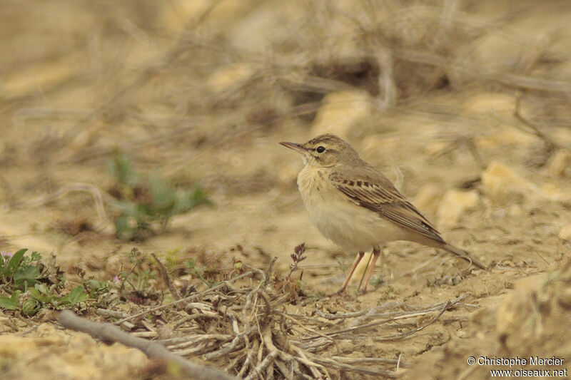 Pipit rousseline