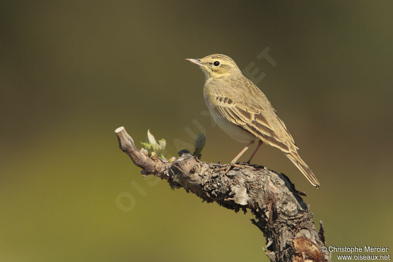 Pipit rousseline