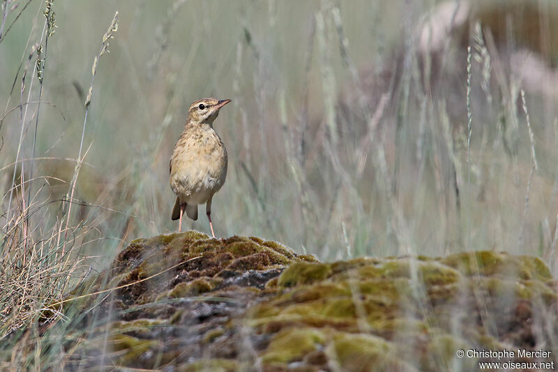 Pipit rousseline