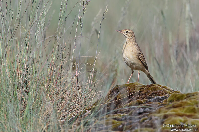 Pipit rousseline