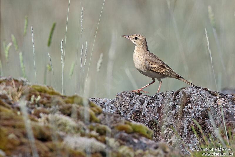 Pipit rousseline