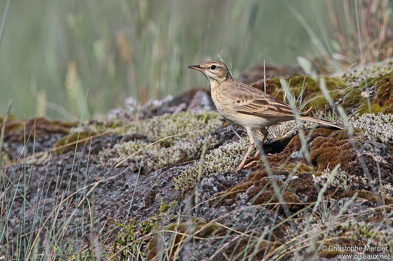 Pipit rousseline