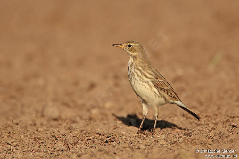 Water Pipit