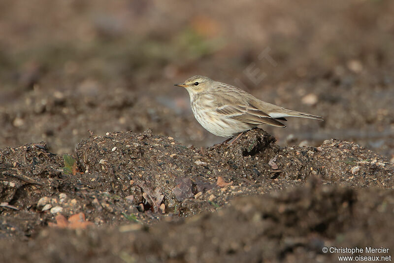 Pipit spioncelle