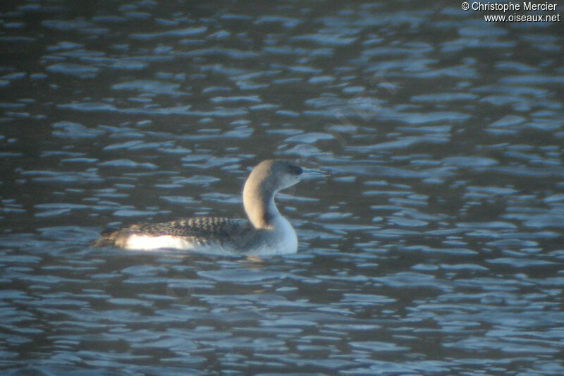 Black-throated Loon