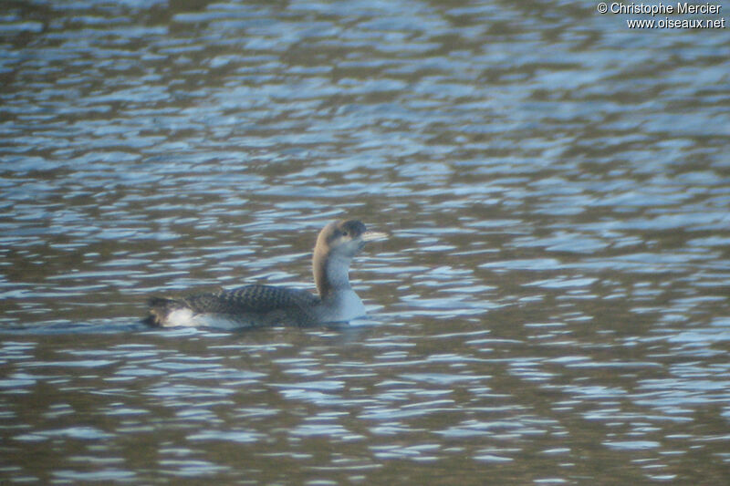 Black-throated Loon