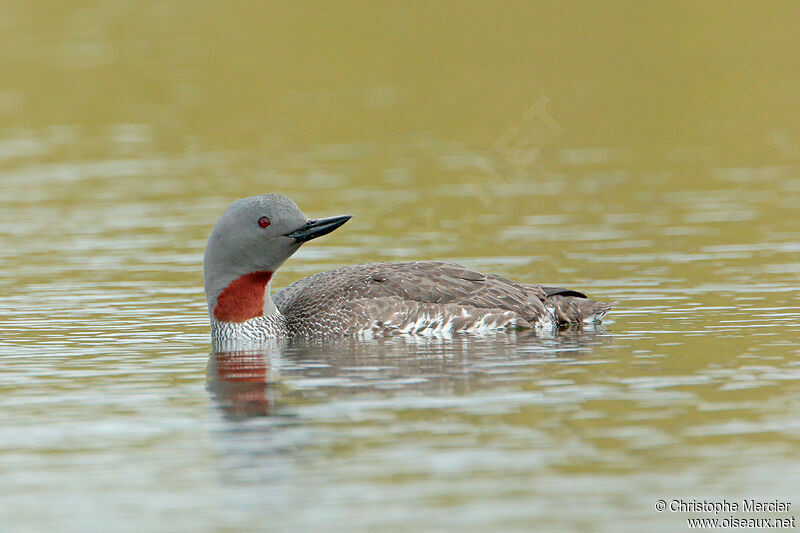 Red-throated Loon