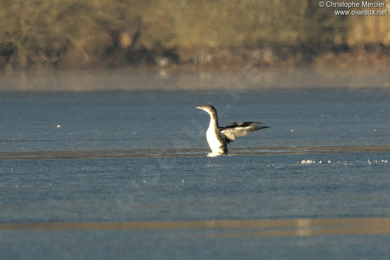 Plongeon imbrin