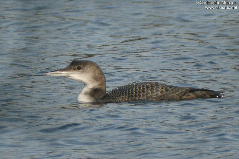 Common Loon