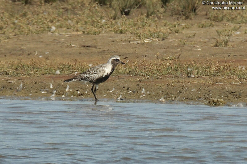 Grey Plover