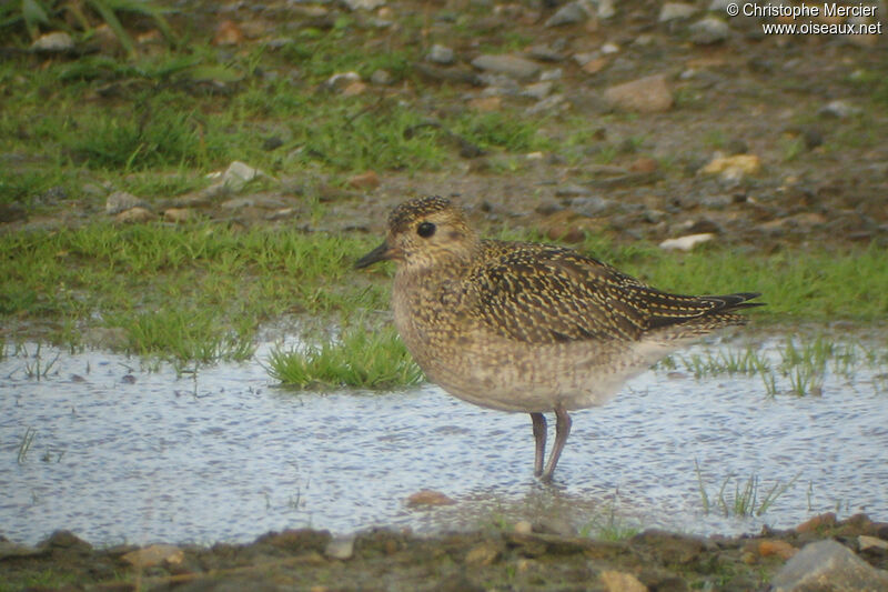 European Golden Plover