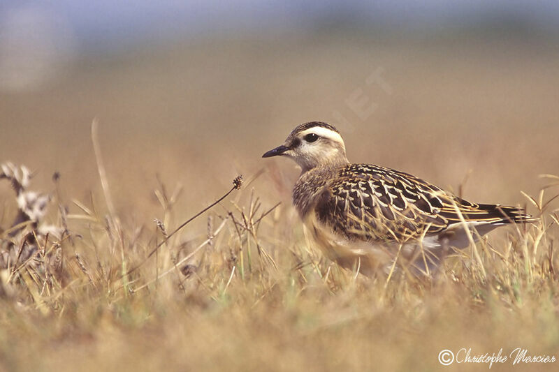 Eurasian Dotterel