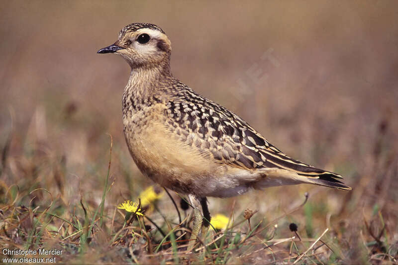 Eurasian DotterelSecond year, identification