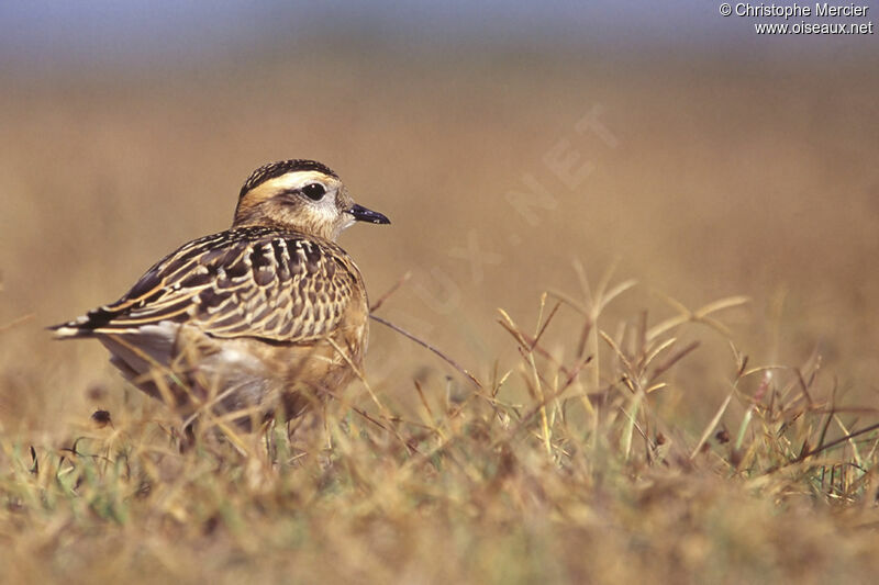 Eurasian Dotterel