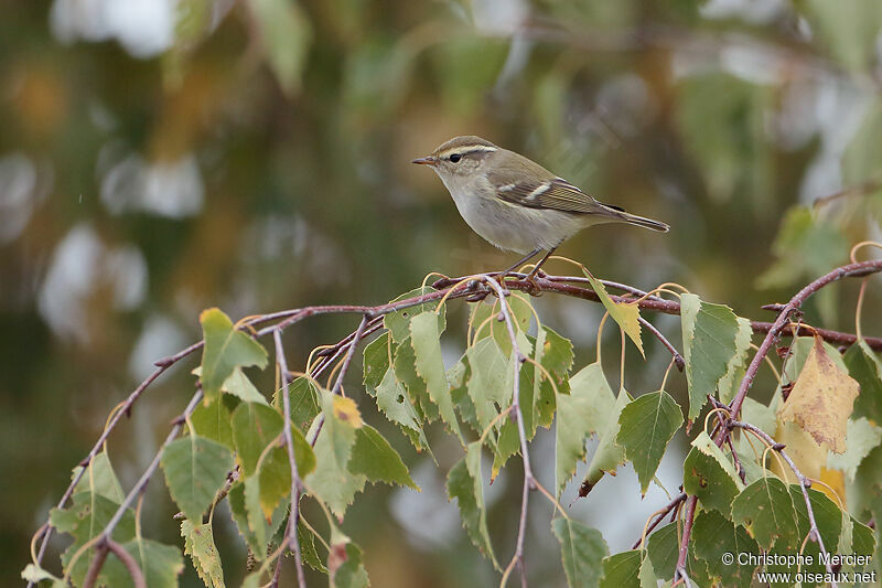 Yellow-browed Warbler