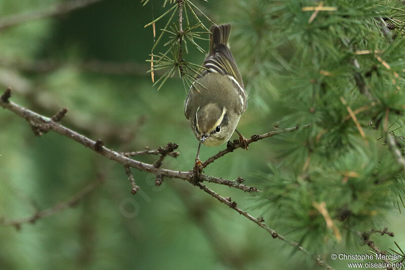 Yellow-browed Warbler