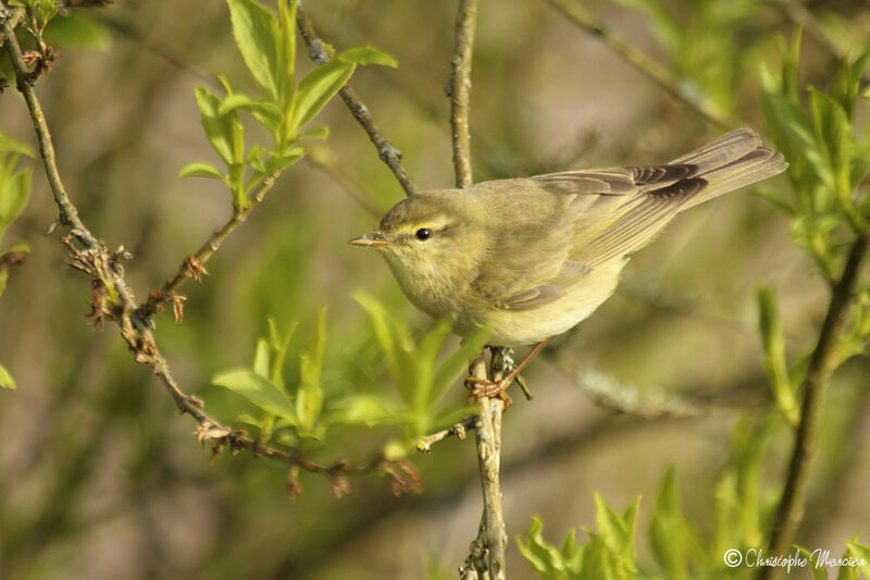 Willow Warbler