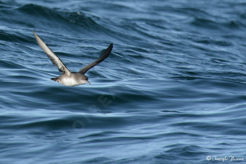 Puffin des Baléares