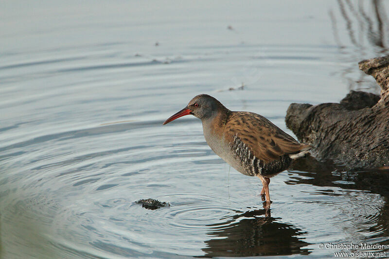 Water Rail