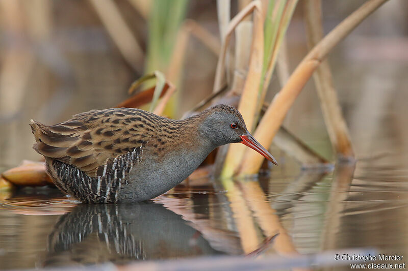 Water Rail