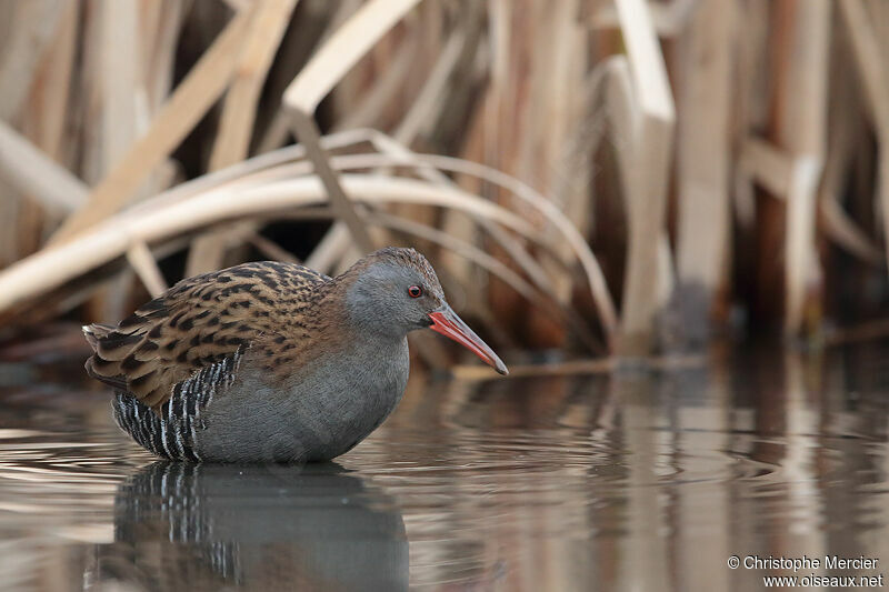 Water Rail