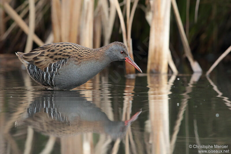 Water Rail