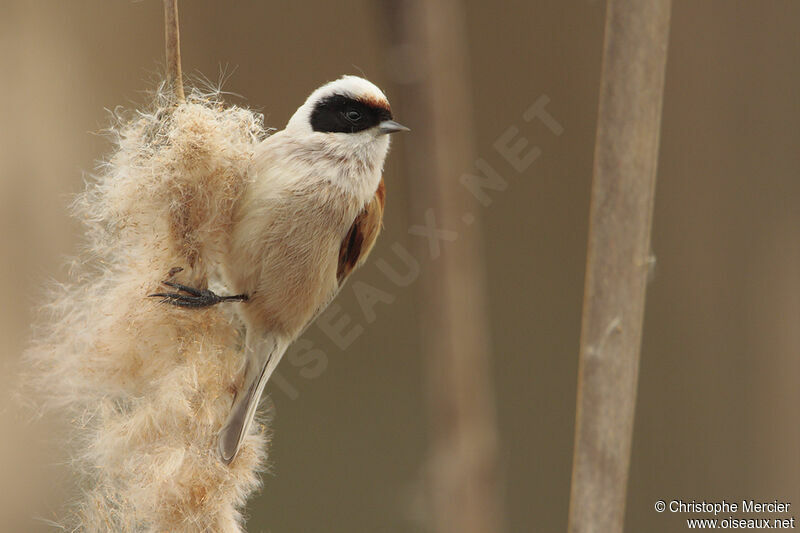 Eurasian Penduline Tit