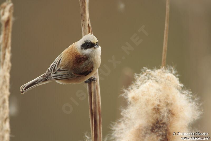 Eurasian Penduline Tit